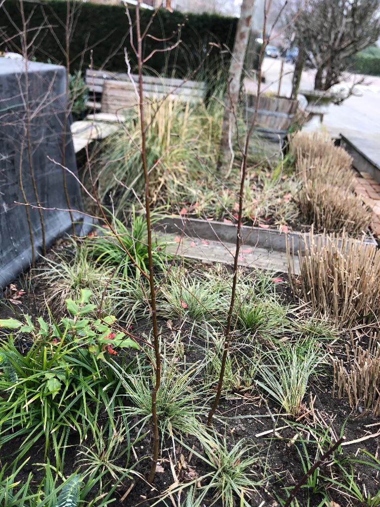 Berken boom, Ophalen, Bloeit niet, Halfschaduw, Overige soorten