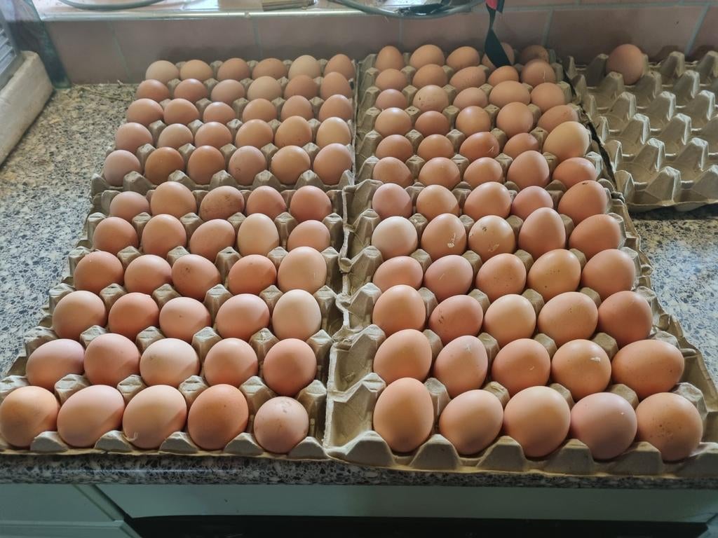 Brahma Buff Columbia blauw/zwart – broedeieren & kuikens, Dieren en Toebehoren, Pluimvee, Meerdere dieren, Kip