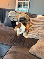 Gezocht een maatje!, 1 tot 2 jaar, Eén hond, Nederland, Particulier