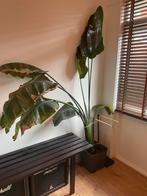 Grote Strelitzia plant - Paradijsvogelplant, Huis en Inrichting, Kamerplanten, Ophalen, Overige soorten, In pot, 150 tot 200 cm