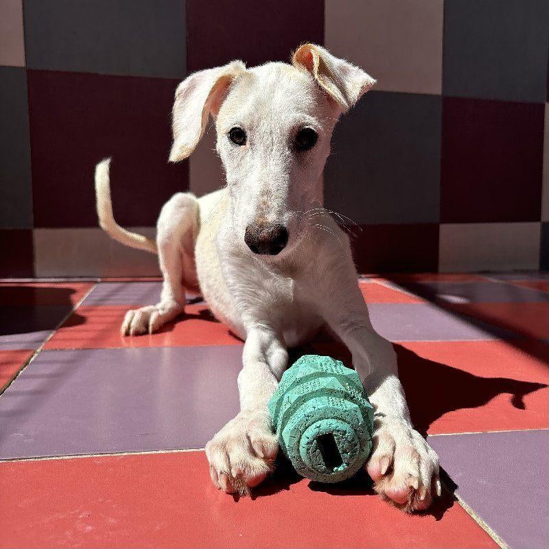 ACE: Sybe aan wie mag hij zijn trouwe vriendschap schenken?, Particulier, 15 weken tot 1 jaar, Reu, Buitenland