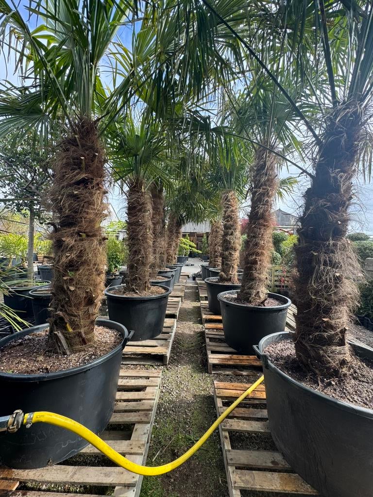 Mooie dikke winterharde palmbomen!!  €399,- / €599,-, 100 tot 250 cm, Zomer, Palmboom, Ophalen