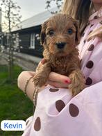 Schattige bruine Labra Doodle x Australian Labra Doodle, 8 tot 15 weken, Parvo, Meerdere, Meerdere dieren