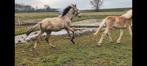 Wegens ziekte meerdere dieren te koop, Hengst, A pony (tot 1.17m), 0 tot 2 jaar