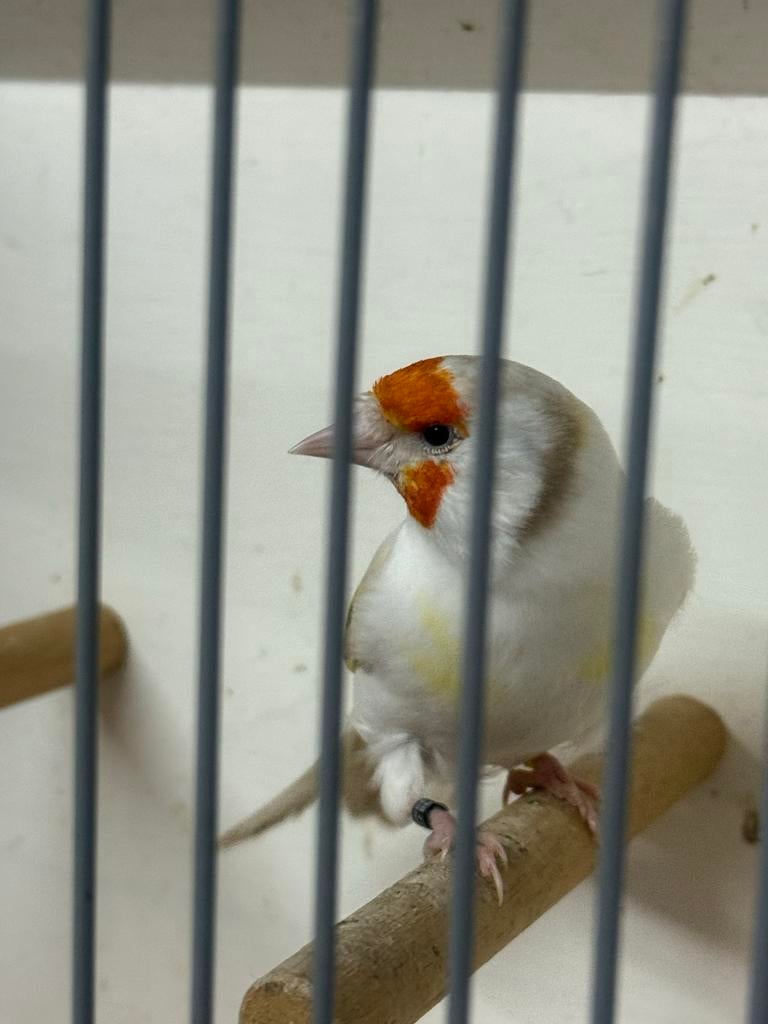 Putter satinet pop 2025, Dieren en Toebehoren, Vrouwelijk