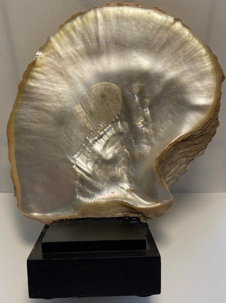 Grote Mother of Pearl schelp, Black-lip Pearl, Parelmoer, Ophalen of Verzenden, Schelp(en)