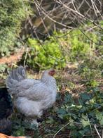 Brahma groothoender isabel parelgrijs patrijs hennen kuikens, Dieren en Toebehoren, Pluimvee, Vrouwelijk, Kip