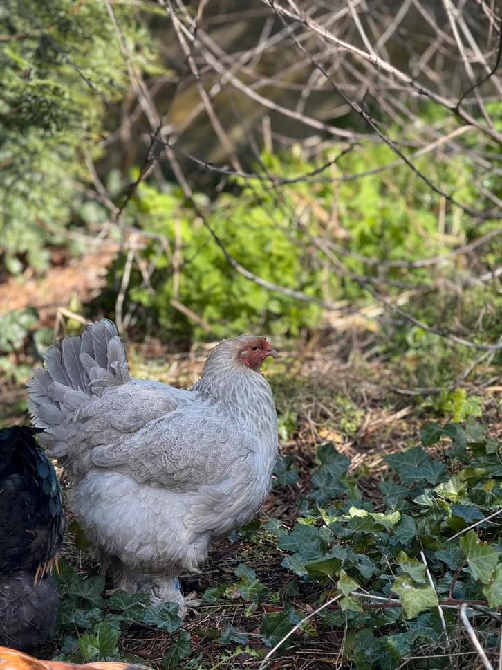 Brahma groothoender isabel parelgrijs patrijs hennen kuikens, Dieren en Toebehoren, Pluimvee, Kip, Vrouwelijk