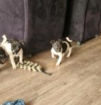 Kruising pups, 8 tot 15 weken, Meerdere, Meerdere dieren, Klein