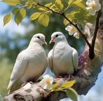 Tortelduifje / lachduifje (doffertje 2025) GRATIS, Dieren en Toebehoren, Mannelijk, Kropper