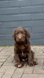 5 unieke Labradoodle pups bruin met witte aftekeningen, Parvo, Overige rassen, 8 tot 15 weken, Meerdere