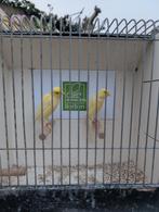 Meerdere koppels Scotch fancy kanaries, Dieren en Toebehoren, Vogels | Kanaries, Meerdere dieren