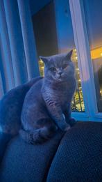 Prachtige Britse Korthaar Dekkater ter beschikking, Kater, Gechipt, 0 tot 2 jaar