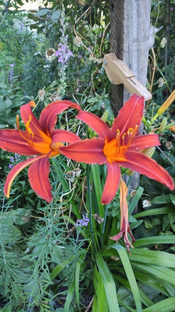 Daglelie rood, Tuin en Terras, Planten | Tuinplanten, Ophalen, Overige soorten, Volle zon