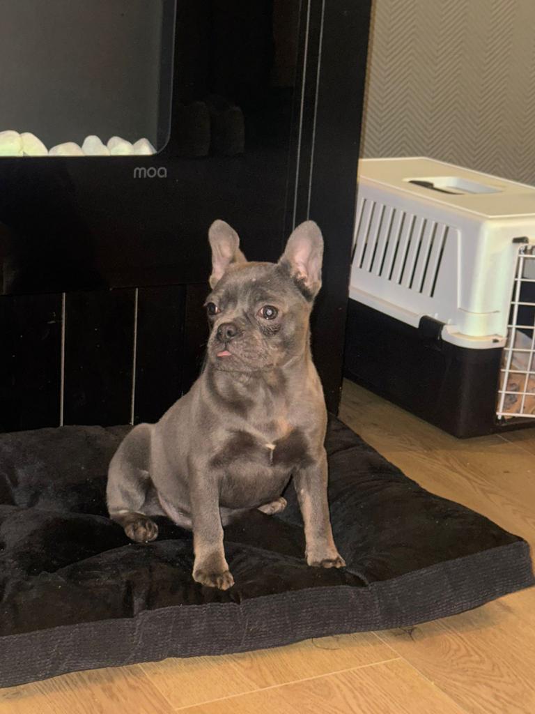 Franse Bulldog pup Teefje blue tan Stamboom 5 maanden, 15 weken tot 1 jaar, Teef, Parvo, Bulldog