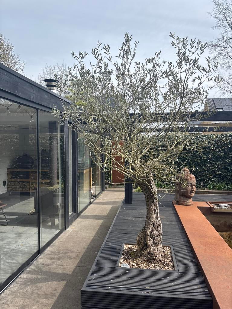 Olijfboom met grillige bast - ca. 2.20m hoog, Tuin en Terras, Planten | Bomen, Lente, 100 tot 250 cm, Olijfboom, Ophalen