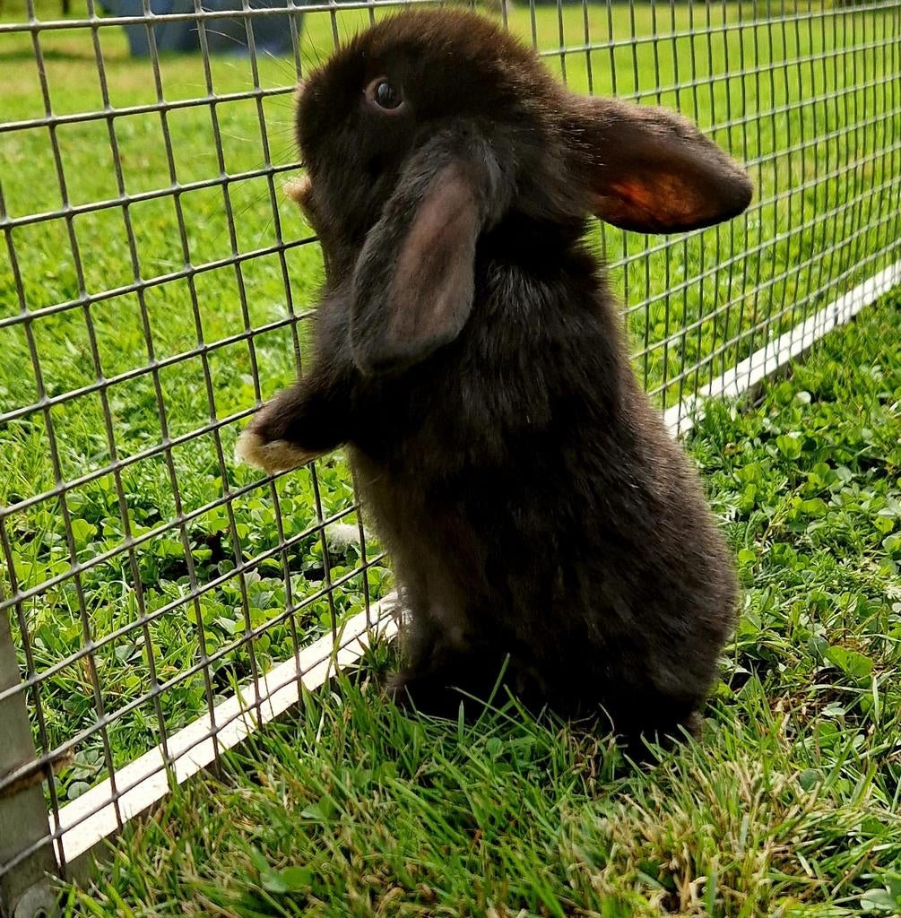 Te koop nederlandse dwerg hangoor konijntjes, Dieren en Toebehoren, Konijnen, Meerdere dieren, Dwerg, Hangoor