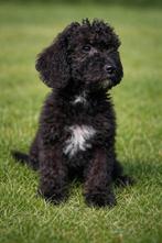 🥰Super vrolijke medium golden doodle x toy poedel pups🥰, Parvo, Overige rassen, 8 tot 15 weken, Meerdere