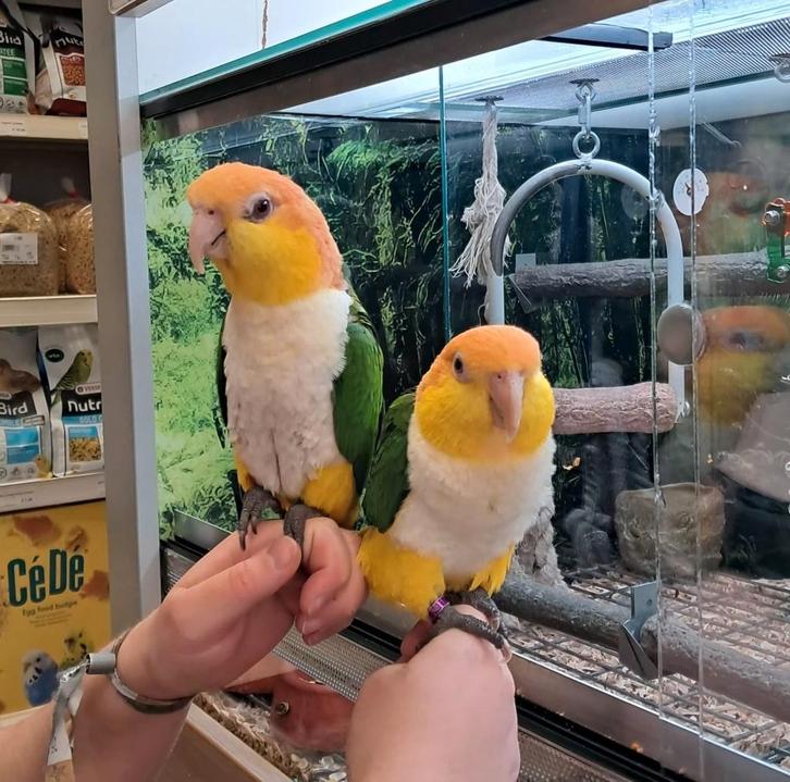 2 zeer lieve roestkop caique mannen, Dieren en Toebehoren, Vogels | Parkieten en Papegaaien, Papegaai, Mannelijk, Tam, Geringd