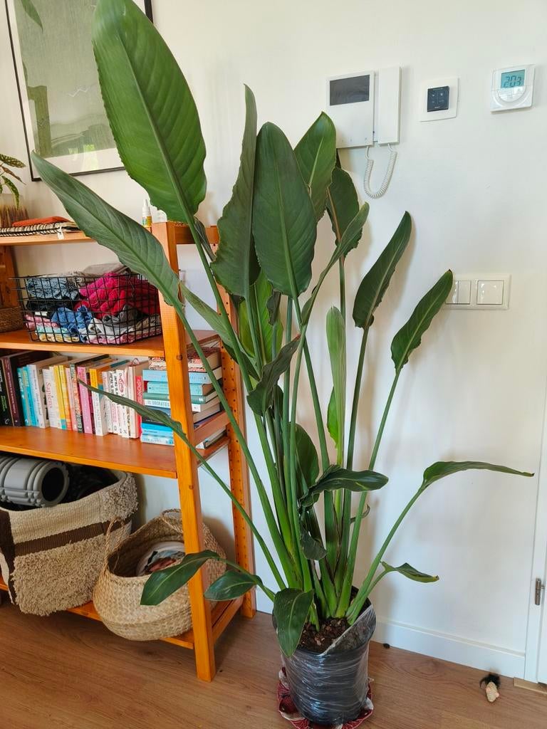 Strelitzia reginae 165cm, Huis en Inrichting, Ophalen, Halfschaduw, 150 tot 200 cm