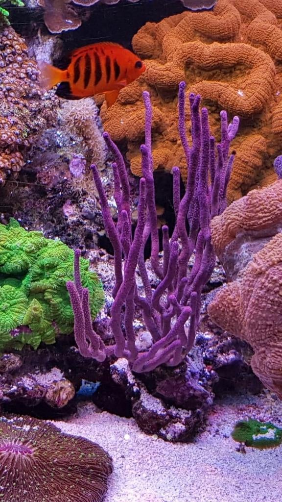 Gogoon  stek gemaakt van de paarse gogoon, Vis