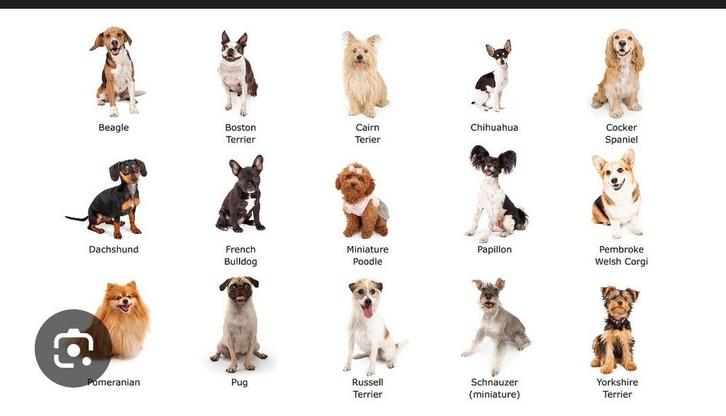 GEZOCHT KLEIN HONDJE GEEN PUP, Dieren en Toebehoren, Honden | Chihuahua's en Gezelschapshonden, Geslacht onbekend, Overige rassen