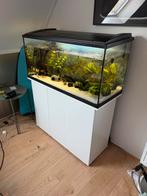 Eheim 180 liter compleet aquarium, incl vissen, Ophalen, Zo goed als nieuw, Gevuld zoetwateraquarium