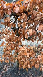 Haag beuk. Rode Beukenhaag 14 mtr. Groen donker. Bruin, Tuin en Terras, Planten | Struiken en Hagen, Ophalen, Beukenhaag, Haag