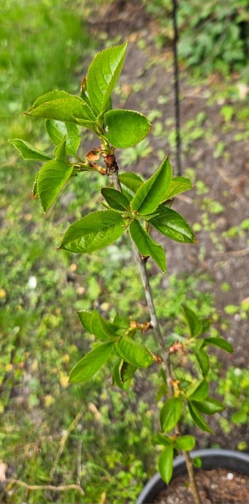 Kersenboom, Tuin en Terras, Ophalen, Minder dan 100 cm, In pot, Overige soorten