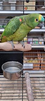 Blauwvoorhoofd Amazone, Vrouwelijk, Papegaai, Geringd