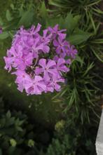 Phlox vlambloem, Vaste plant, Halfschaduw, Zomer, Ophalen
