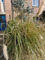 Gratis grote pampas gras, Ophalen, Volle zon, Vaste plant, Siergrassen