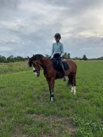 Super lieve allround D-pony, Dieren en Toebehoren, Pony's, Merrie, Dressuurpony, L, 11 jaar of ouder