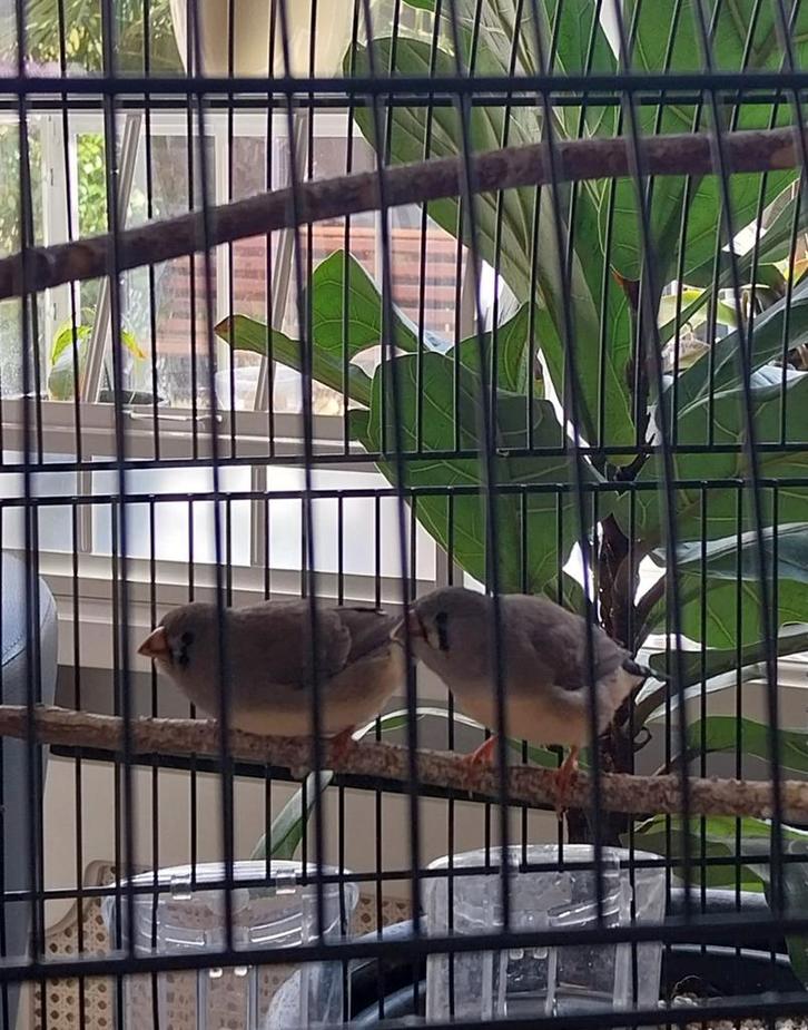 2 zebravink zusjes, Dieren en Toebehoren, Vogels | Toebehoren, Overige typen, Ophalen