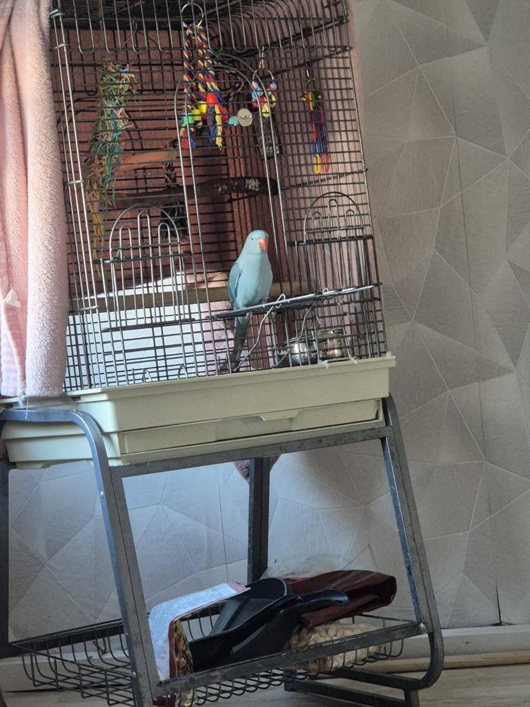 Baco halsbandpapegaai zoekt goed huisje