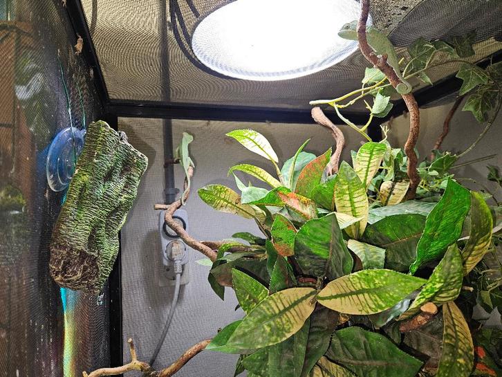 Chamaeleo calyptratus Jemenkameleon Chameleon - female for sale from TerShop