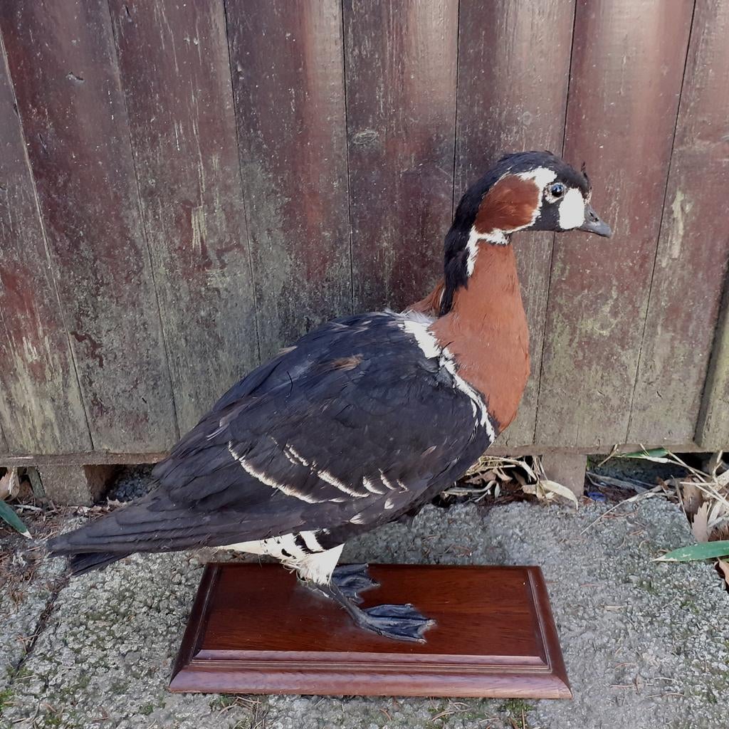 Opgezette roodhalsgans, gans, eend, Verzamelen, Dierenverzamelingen, Gebruikt, Opgezet dier, Vogel, Ophalen of Verzenden