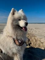 Liefdevol huis gezocht voor Samojeed teefje, België, Particulier, Keeshond, Teef