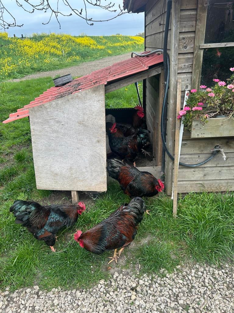 1 Barnevelder haan ruilen, dubbelgezoomd, Mannelijk, Kip