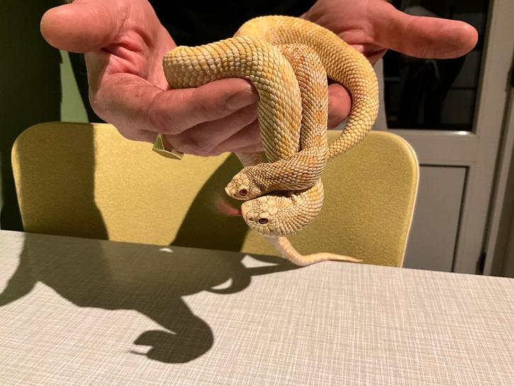 haakneus albino koppel Hognose Snake - unknown for sale from Joost