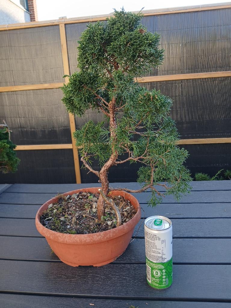 Bonsai, Tuin en Terras, Planten | Bomen, Bloeit niet, Halfschaduw, Overige soorten, Minder dan 100 cm