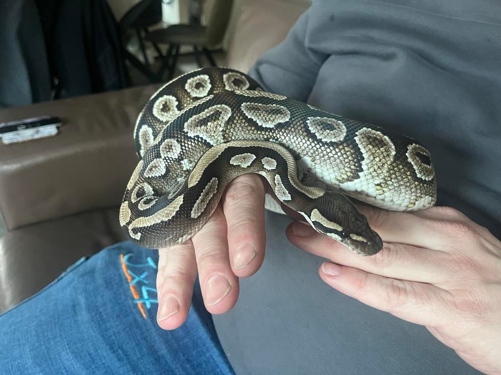 Koningspython terrarium er eventueel apart bij te koop Ball Python - unknown for sale from Jeannette van Brecht