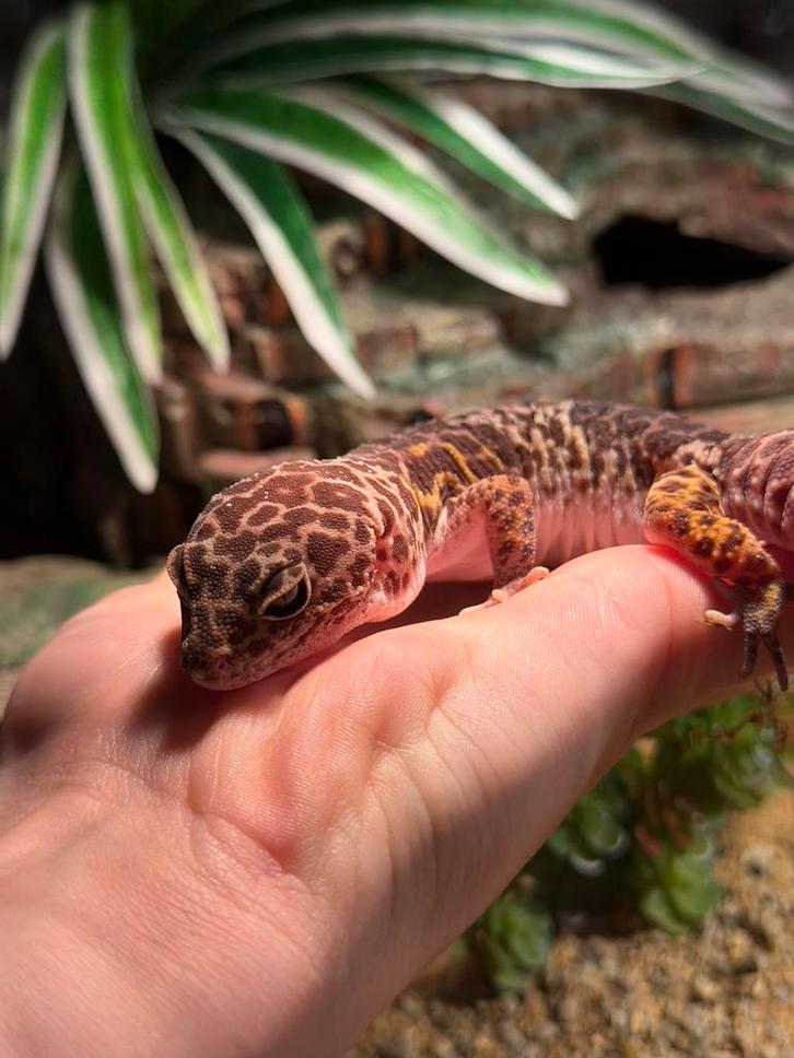 Luipaardgekko’s Leopard Gecko - female for sale from angel