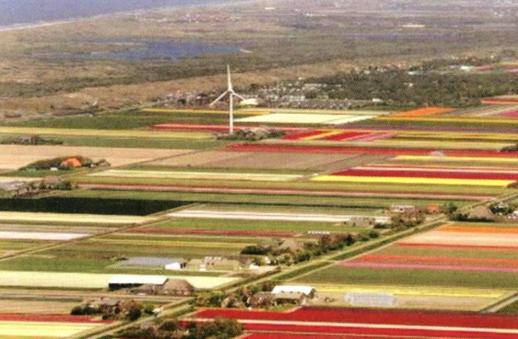 801499 Bloeiend Zijpe NH Bloembollenvelden Onbeschreven, Ophalen of Verzenden, 1980 tot heden, Ongelopen, Noord-Holland