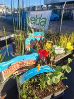 Voldoende vijverplanten op voorraad!, Ophalen, Nieuw, Overige typen