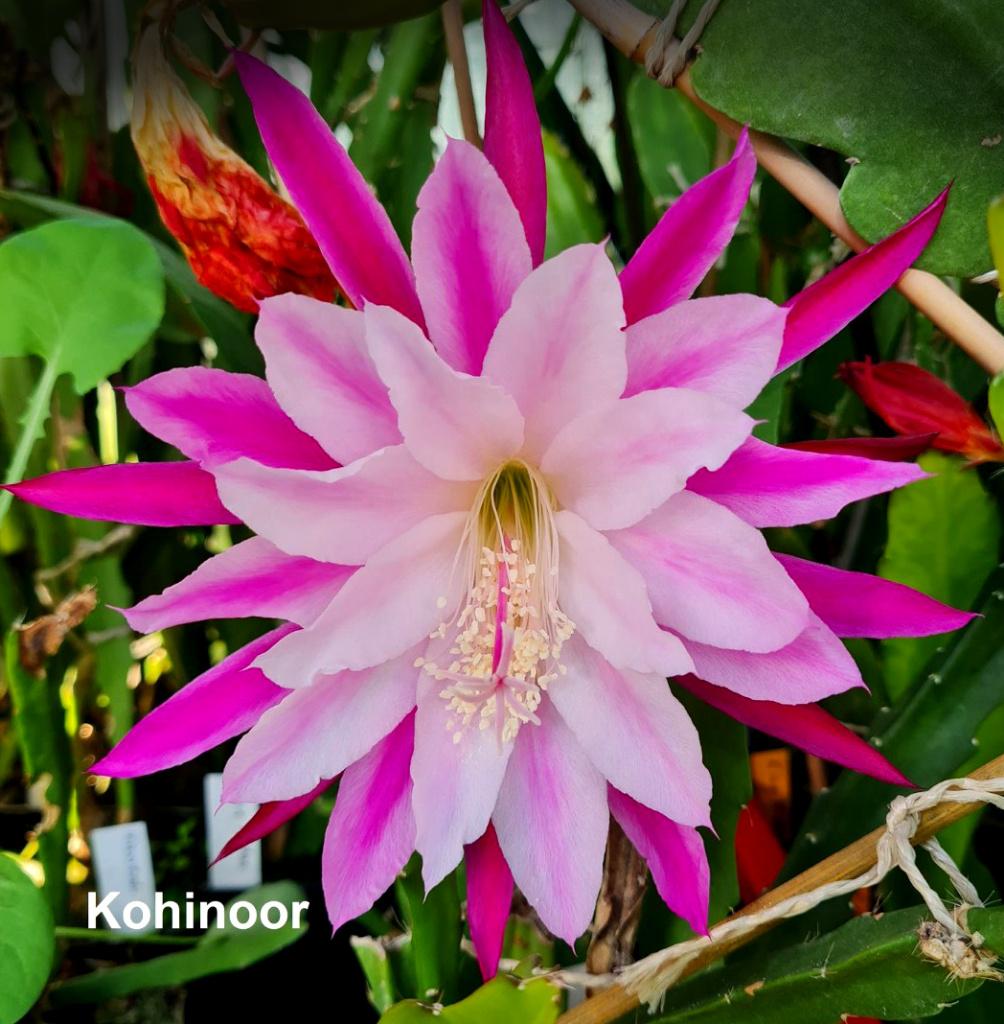 cactus - Epiphyllum KOHINOOR, Verzenden, Cactus, Volle zon, Minder dan 100 cm