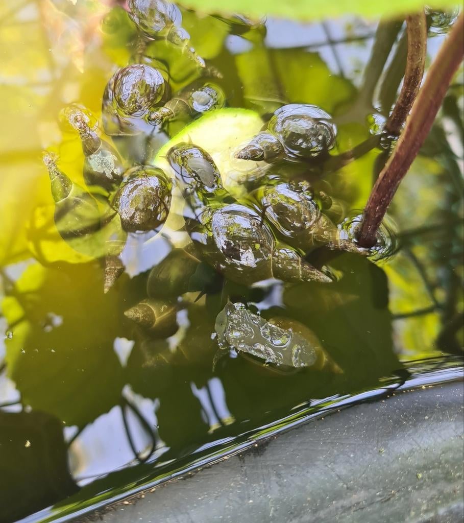 Poelslakken, Tuin en Terras, Ophalen of Verzenden, Nieuw