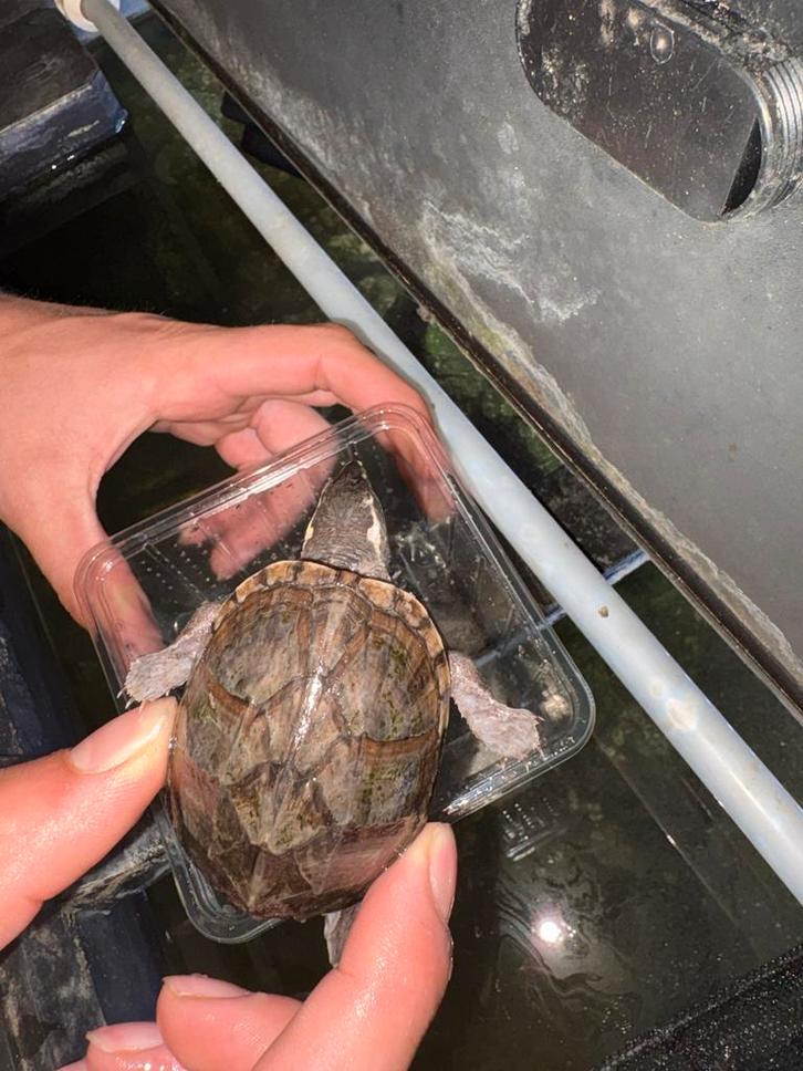 2x muskus schildpad Turtle - male for sale from Eline Geerlings