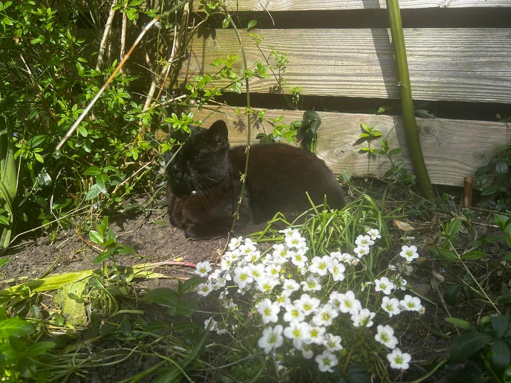 Betrouwbare vakantie oppas voor uw huis en dier(en), op maat, Ophalen of Verzenden, Nieuw