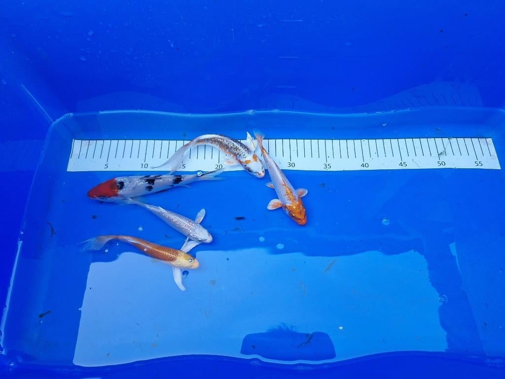 mooie kleine 1 jarige koi`s te koop € 6 tot € 18 ps., Karper of Koi